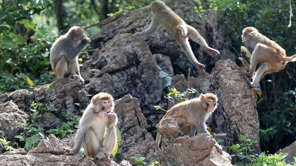 MARBLE MOUTAINS – MONKEY MOUTAIN – AM PHU CAVE